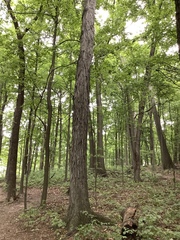 Carya ovata