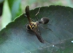 Polybia chrysothorax