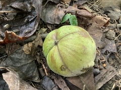 Carya ovata