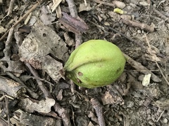 Carya ovata