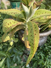 Kalanchoe gastonis-bonnieri