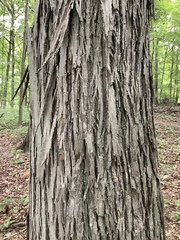 Carya ovata