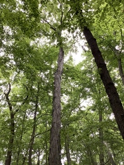 Carya ovata