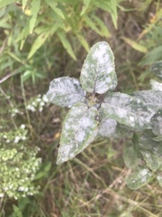 Neoerysiphe galeopsidis