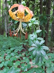 Lilium michauxii