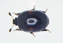 Cyllodes biplagiatus