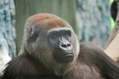 Gorilla gorilla