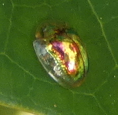 Charidotella zona