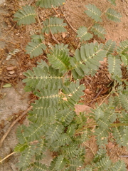 Tribulus cistoides
