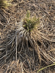 Yucca constricta