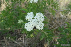 Sambucus australis
