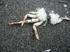 Hemigrapsus sanguineus