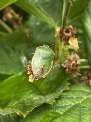Chlorochroa