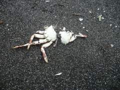 Hemigrapsus sanguineus