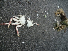 Hemigrapsus sanguineus