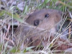 Thomomys bottae planirostris