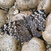 Hamadryas guatemalena marmarice - Photo (c) mamole,  זכויות יוצרים חלקיות (CC BY-NC), הועלה על ידי mamole