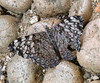 Hamadryas guatemalena marmarice - Photo (c) mamole, some rights reserved (CC BY-NC), uploaded by mamole