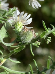 Rhopalomyia gemmaria