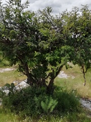 Vachellia pennatula