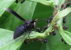 Parachartergus fraternus