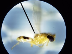 Stenomicra