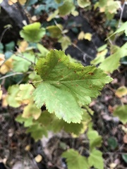 Physocarpus malvaceus