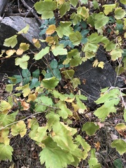 Physocarpus malvaceus