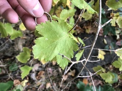 Physocarpus malvaceus