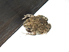 Rhinella granulosa
