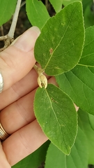 Viburnum