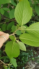 Viburnum