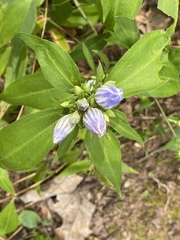 Gentiana austromontana