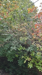 Viburnum