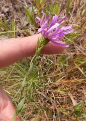 Symphyotrichum sericeum