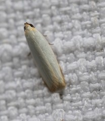 Scieropepla polyxesta