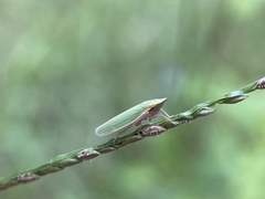 Draeculacephala balli
