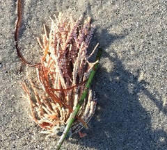 Calliarthron tuberculosum