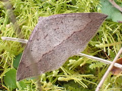 Taxeotis perlinearia