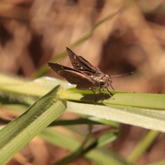 Panoquina errans