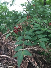 Zanthoxylum piperitum