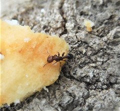 Temnothorax schaumii