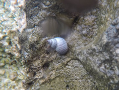 Echinolittorina ziczac