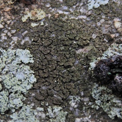 Endocarpon pallidulum