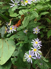 Aster microcephalus