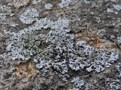 Physcia dubia