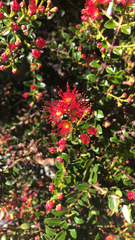 Metrosideros carminea