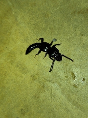 Osoriinae