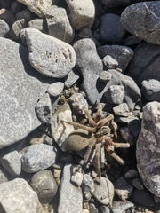 Dolomedes aquaticus