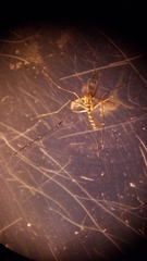 Culex stigmatosoma